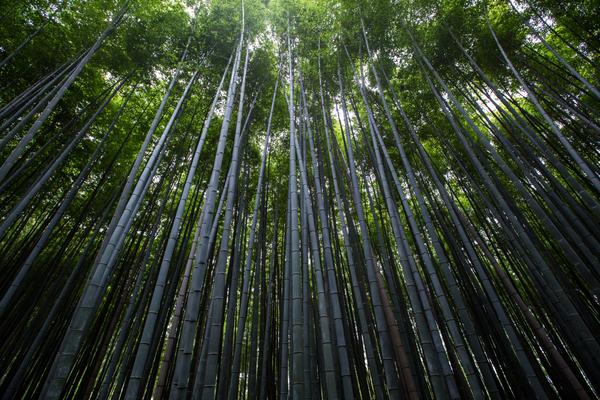 该怎样祭奠，我那死去的青春